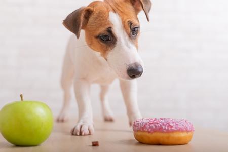 Jack russel chiot aliment adobestock 390580529