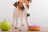 Jack russel chiot aliment adobestock 390580529