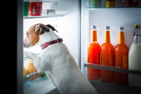 Jack russel qui ouvre un refrigerateur