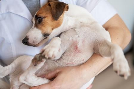 Jack russel probleme peau veterinaire adobestock 565550771