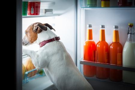 Le dressage du chien pour ouvrir et fermer les portes