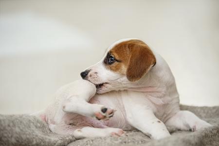 Jack russel terrier chiot gratte adobestock 271618669