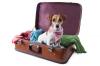 Jack russel valise adobestock 57818230