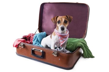 Jack russel valise adobestock 57818230