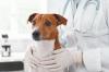 Jack russel veterinaire adobestock 201113797