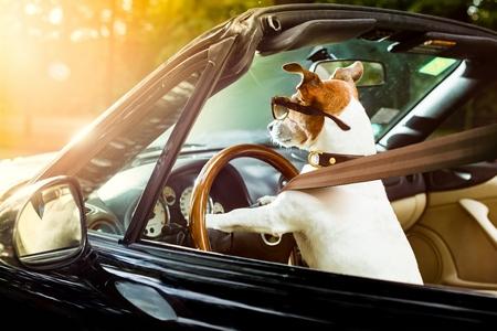 Transporter chien en voiture : cage, grille, filet, rampe, etc.