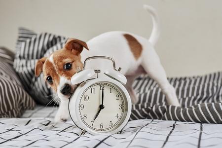 Jack russell horloge adobestock 338882288