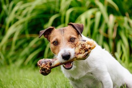 Jack russell jardin os regard adobestock 180855372