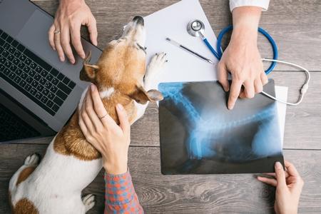 Jack russell radio veterinaire adobestock 212562137