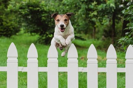 Jack russell saute cloture adobestock 512092873