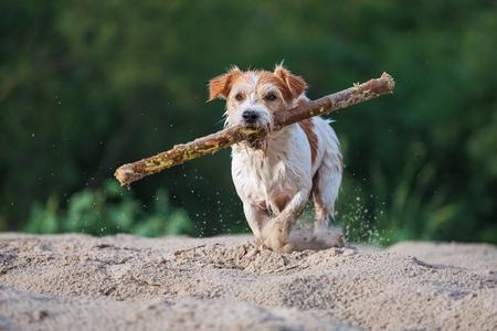 Jouet pour chien pas cher : explication et exemples