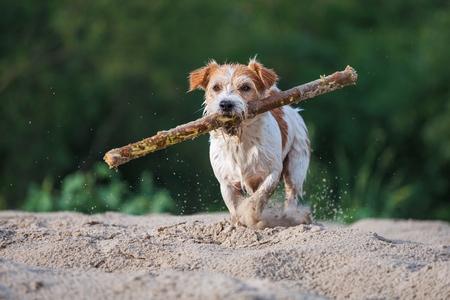 Jack russell terrier plage avec baton adobestock 622830705