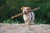 Jack russell terrier plage avec baton adobestock 622830705