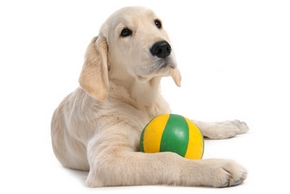 Jeu de chien : avantage dans l'éducation