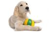 Jeu important education chien