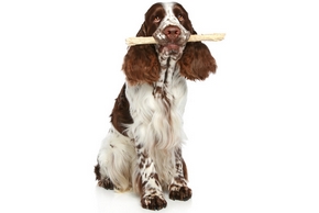 Astuces pour trouver un bon jouet pas cher pour chien