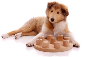 Jouets pour chiots : comment choisir et quelle quantité