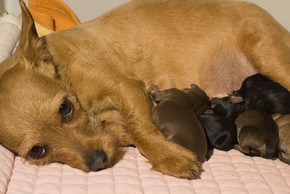 La mise bas chez une chienne