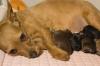 La mise bas chez une chienne