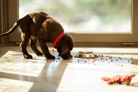 Labrador chiot marron gamelle croquettes adobestock 60950311