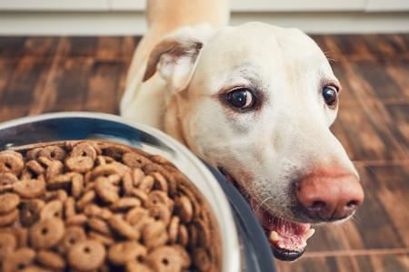 Croquettes hypoallergéniques pour chien : meilleur, avis, ..