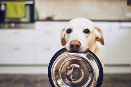 Gamelles pour chien : surélevée, inox, design, glouton, etc.