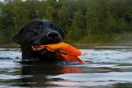 Labrador noir jouet flottant adobestock 215000711