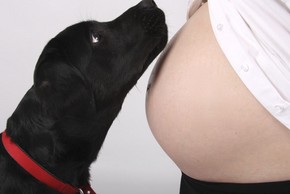 Labrador noir qui observe le ventre arrondi de sa maitresse