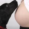 Labrador noir qui observe le ventre arrondi de sa maitresse