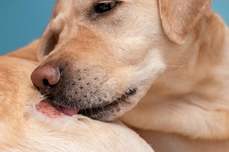 Démodécie du chien : Symptômes, contagion, traitement, etc.