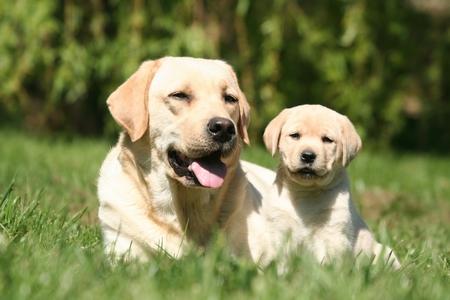 La croissance du chien : étapes du chiot jusqu'à l'âge adulte