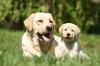 Labrador retriever chiot chien nature adobestock 7564209