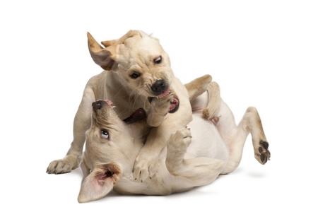 Labrador retriever chiot jeu adobestock 39626320