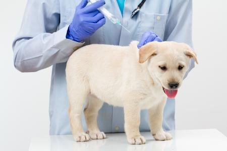 Labrador retriever chiot veterinaire adobestock 37412111
