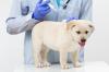 Labrador retriever chiot veterinaire adobestock 37412111