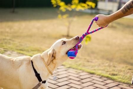 Labrador retriever corde adobestock 177121914