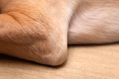 Dysplasie du coude chez le chien : Symptômes, traitement, causes
