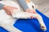 Labrador retriever douleur articulaire adobestock 301230687