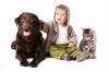 Labrador retriever enfant adobestock 50810070