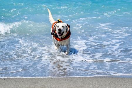 Chien sauveteur en mer : éducation, races et parcours