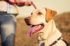 Labrador retriever maitre adobestock 177121940