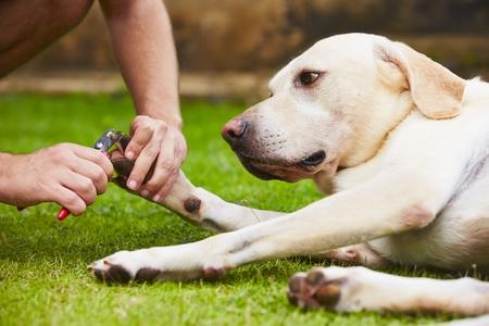 Couper les ongles de son chien : comment, pinces, prix