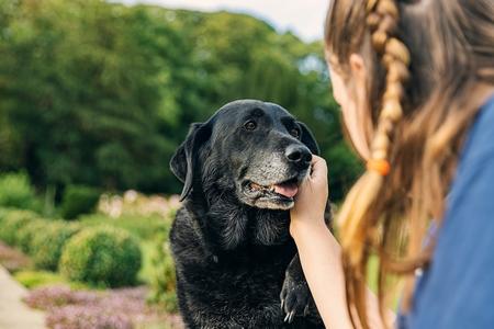 Labrador retriever noir age maitresse adobestock 367725241