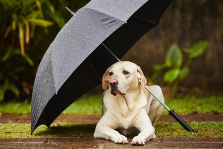 Labrador retriever parapluie adobestock 62765118 2