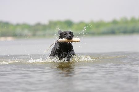 Labrador retriever riviere adobestock 23852054