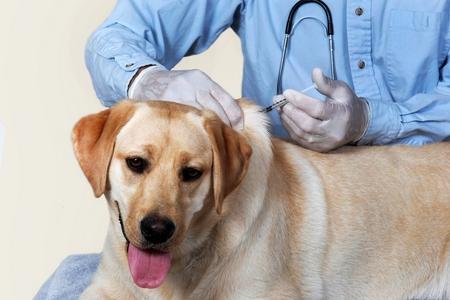 Vaccin contre l'hépatite de Rubarth chez le chien