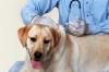 Labrador retriever veterinaire adobestock 40006927