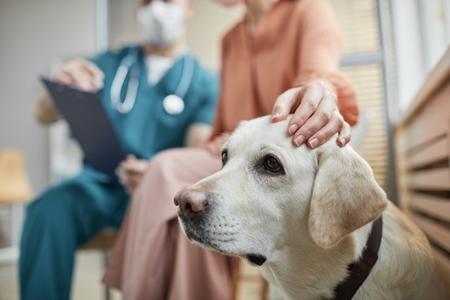 Anémie chez le chien : causes, symptômes, traitement...