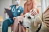 Labrador retriever veterinaire adobestock 415456074