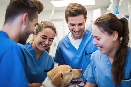 Labrador retriever veterinaires adobestock 640188773